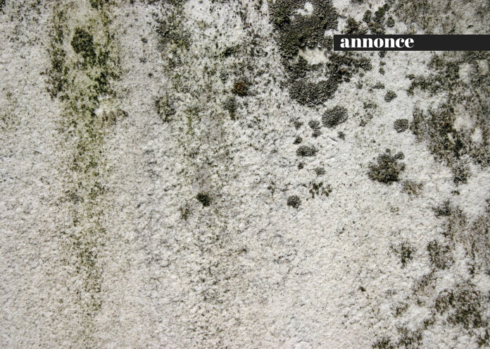 mold skimmelsvamp