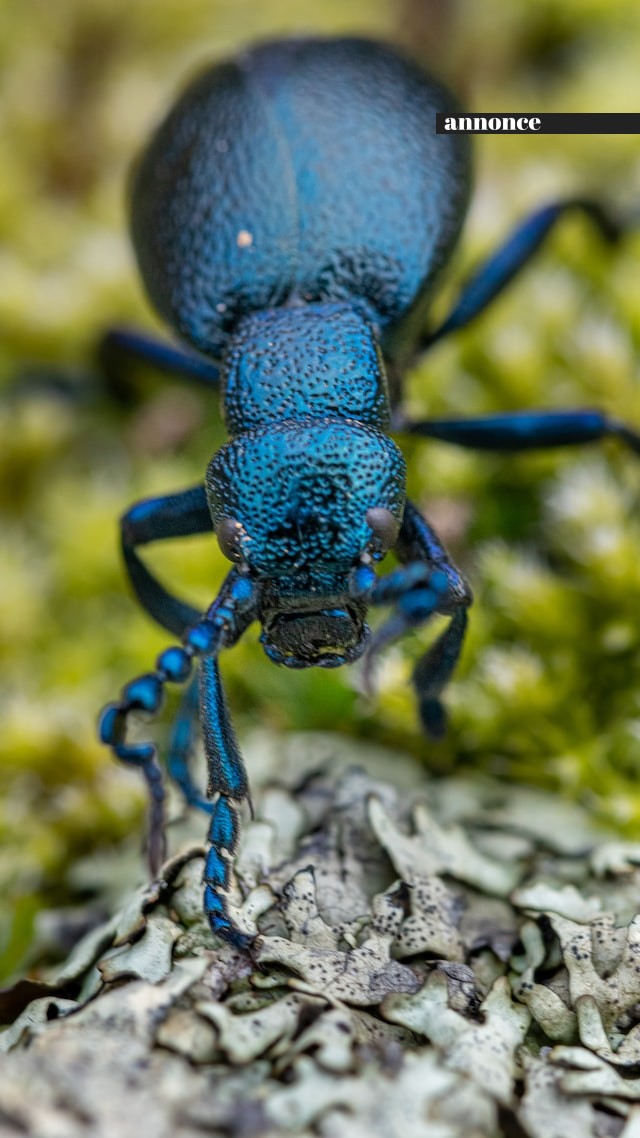bogdan-costin-ydlVq0JCM_E-unsplash
